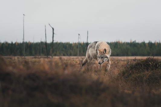 Lurking wolf
