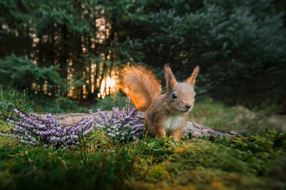 Squirrel in the evening sun