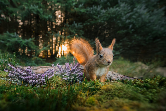 Squirrel in the evening sun