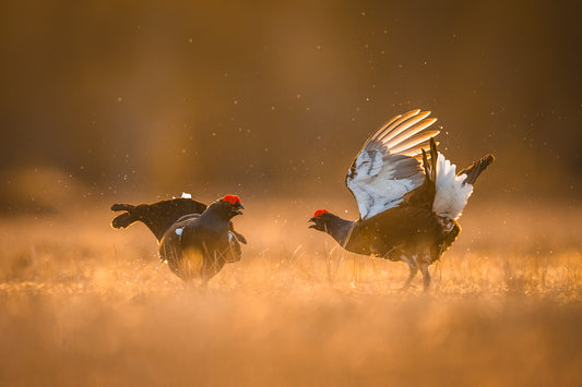 Black grouse in battle