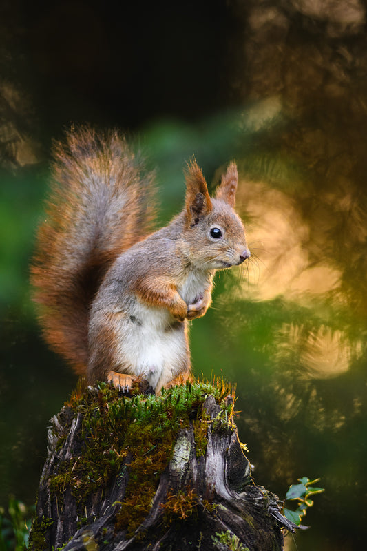 Squirrel in the summer forest