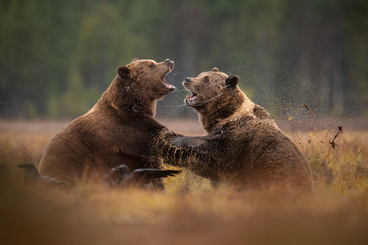 Fighting brown bears