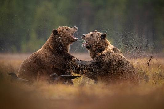 Fighting brown bears