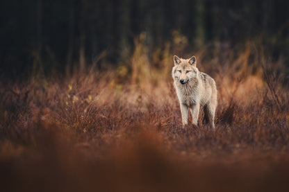 Wolf in autumn surroundings