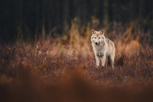 Wolf in autumn surroundings