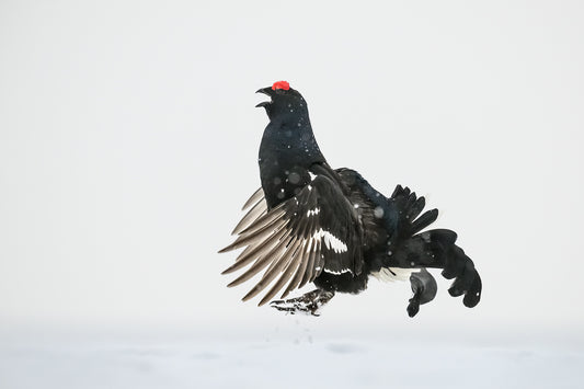 Jumping black grouse