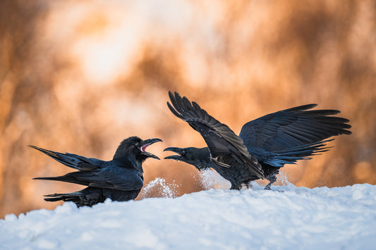 Ravens fighting in the snow
