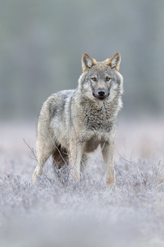 Wolf on frozen ground