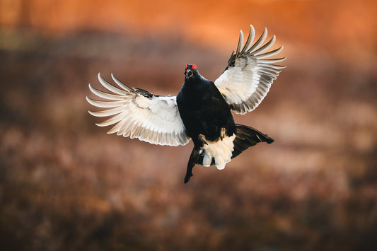 Black grouse in flight