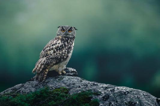 Eagle owl with its prey