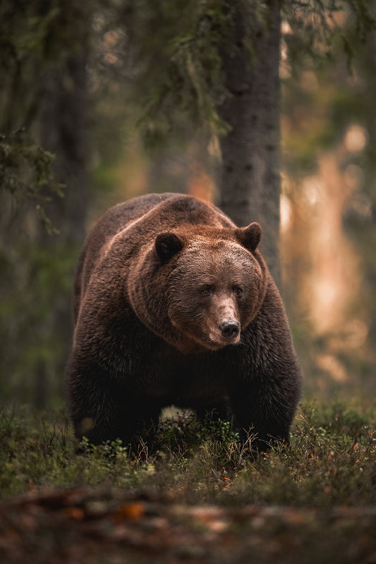 Bear in the evening forest