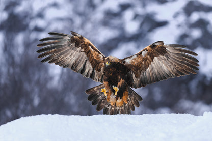 Golden eagle in for landing