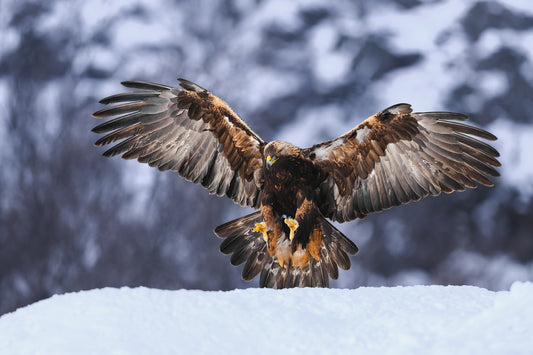 Golden eagle in for landing