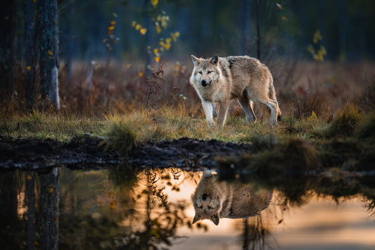 Wolf at the pond