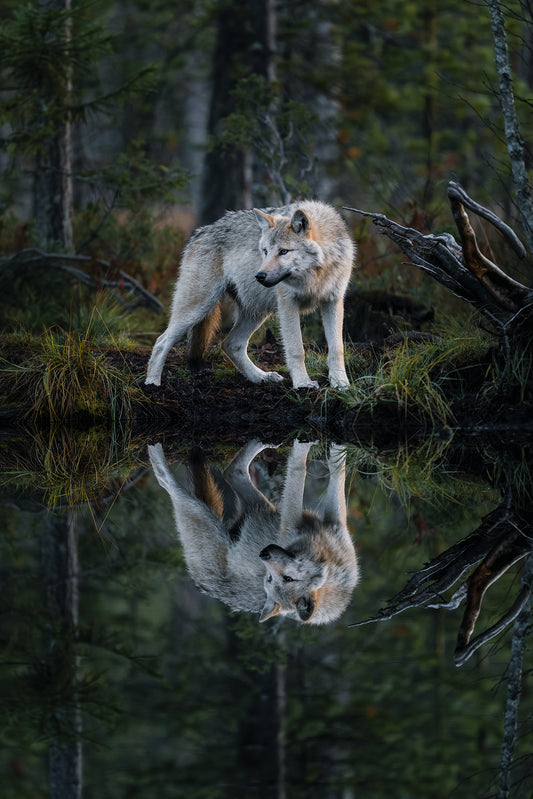Wolf with a reflection