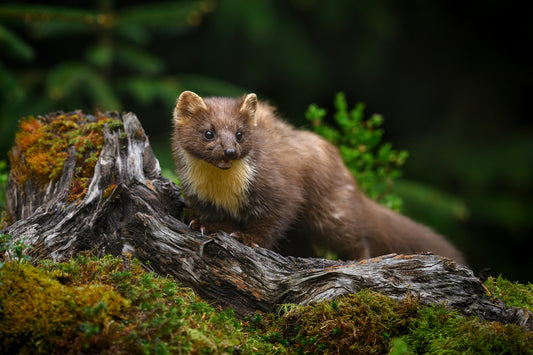 Pine marten on old tree root