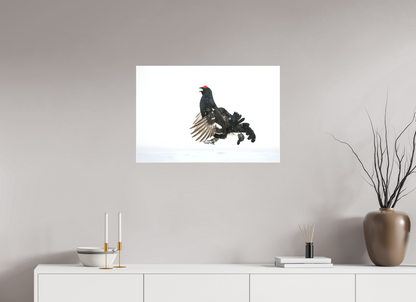 Jumping black grouse