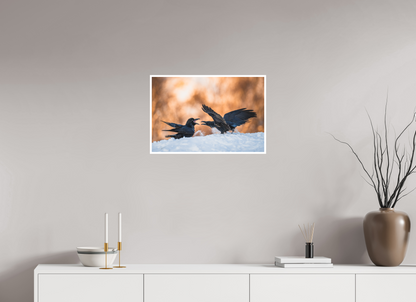 Ravens fighting in the snow
