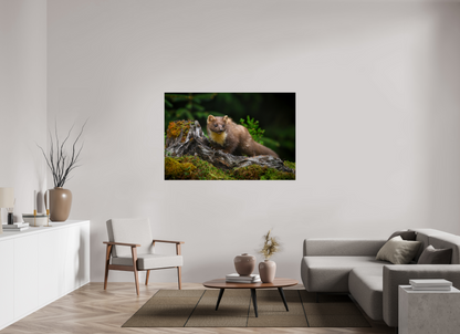 Pine marten on old tree root